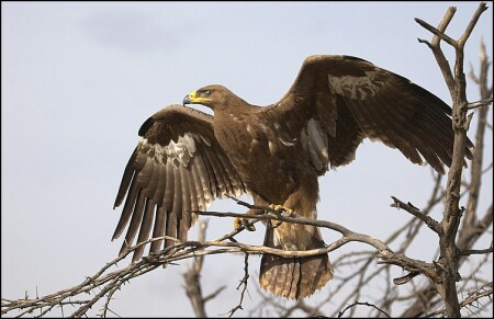 Cтепной орел евразийский steppe eagle Aguila nepalensis.