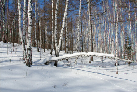 Зима в лесу