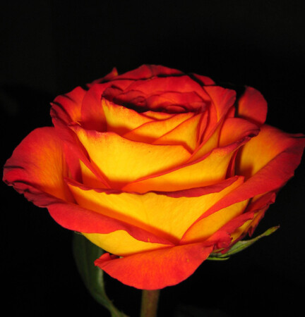 Огненный цветок