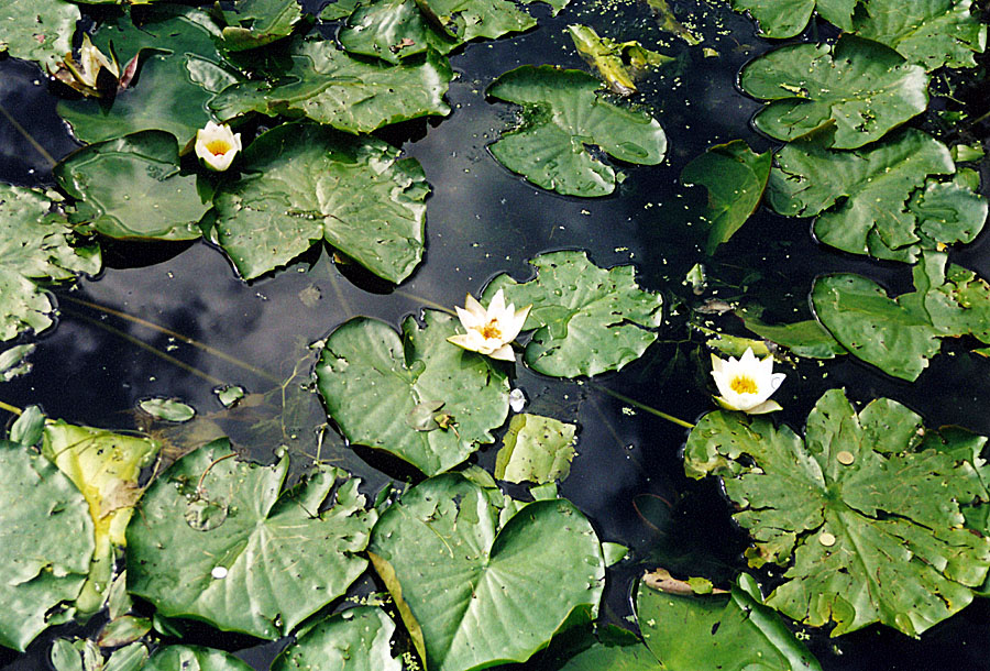 Кувшинка белая (Nymphaea alba)