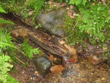 Родник в лесу