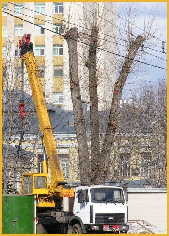 Четыре тополя недалеко от Плющихи