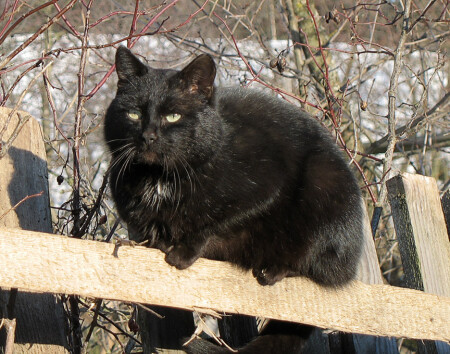 Кот Бегемот