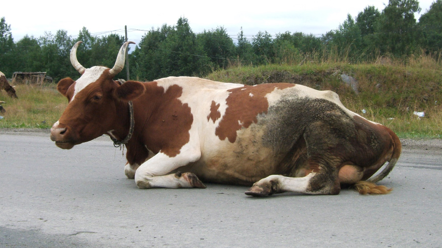 Д П С