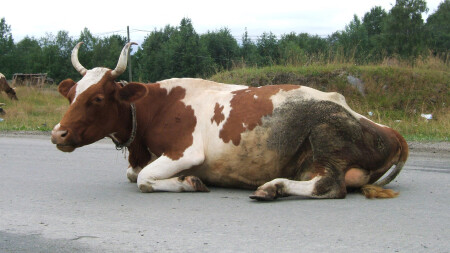 Д П С