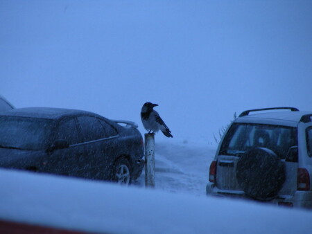послал бы кто кусочек сыра.................
