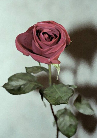 Этюд в РОЗОвых тонах