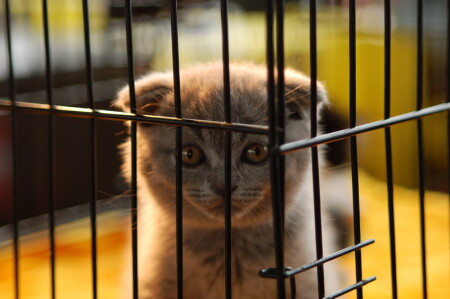 за решеткой..