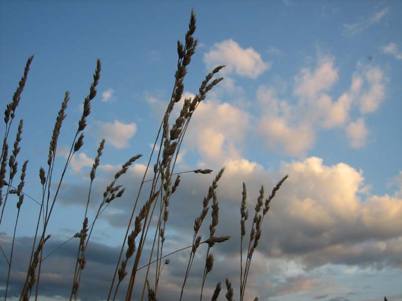 злаки
