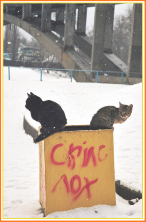 Кошки тоже умеют писАть
