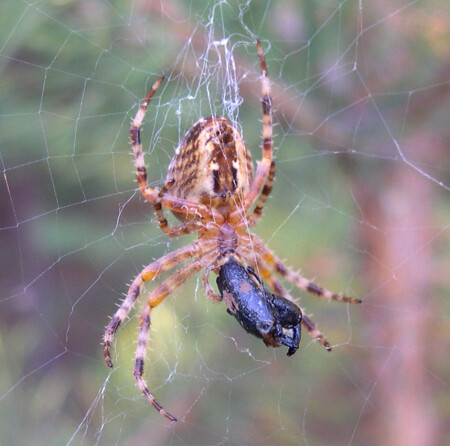 Хищник обедает