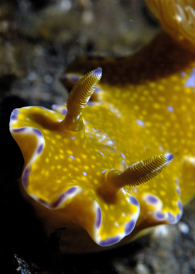T-Bar Nudi