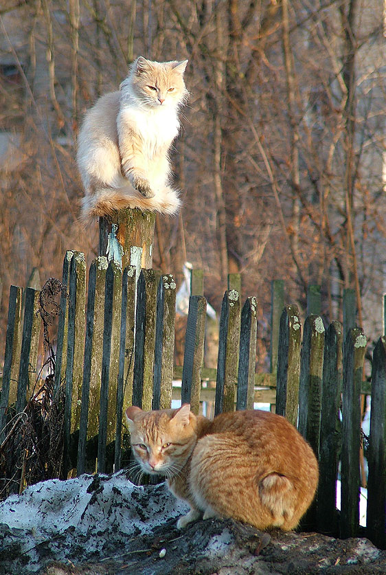 Ля-мурррр