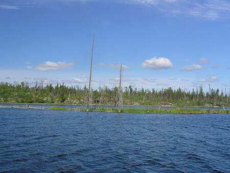 Лес рыбьих скелетов