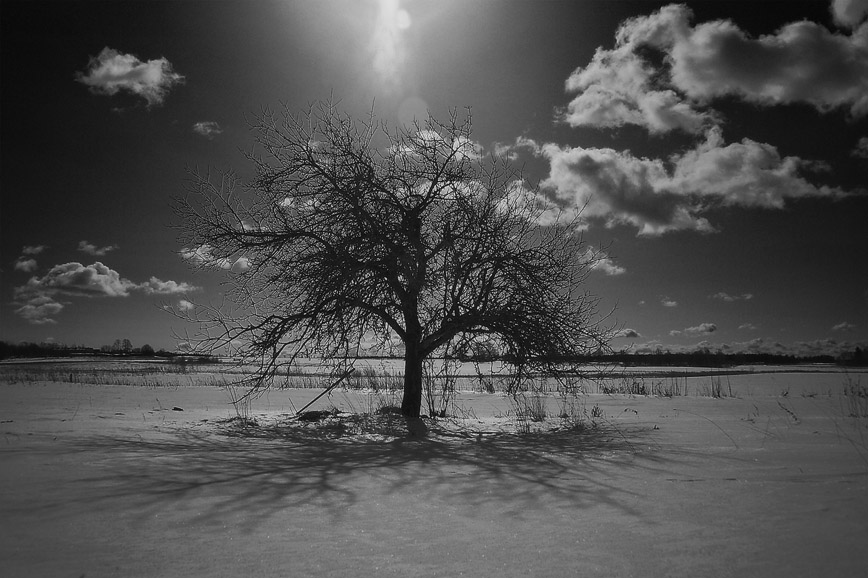 ...tree...