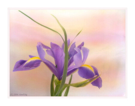 Xiphium (Ксифиум)