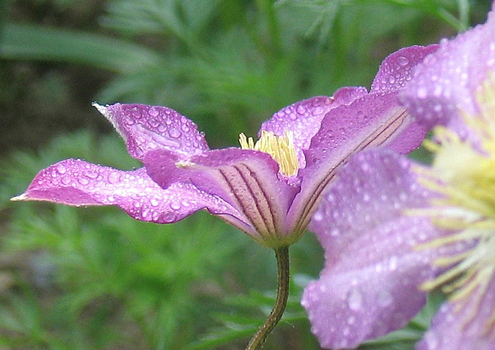 Климатис