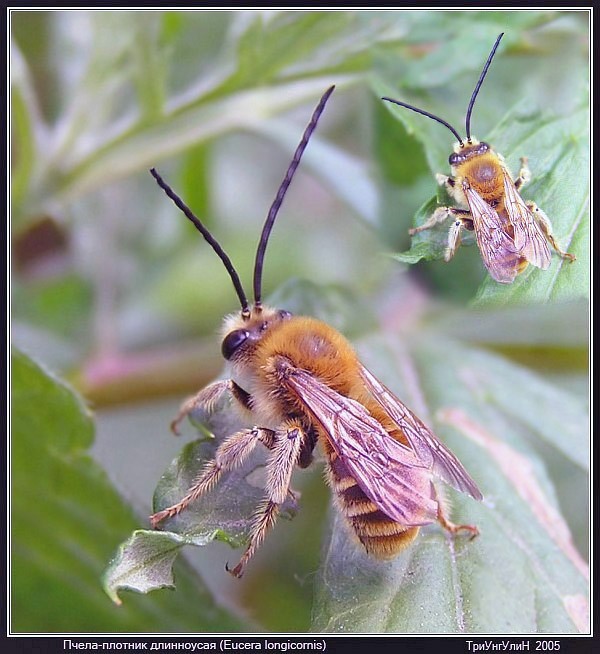 Пчела-плотник длинноусая (Eucera longicornis)