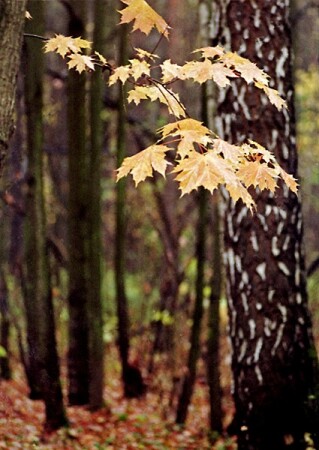 Осень желтая