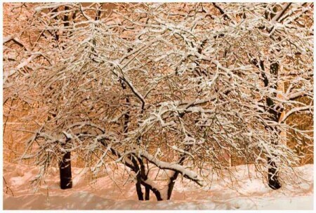 &amp;quot;Зимняя вишня ночью&amp;quot;