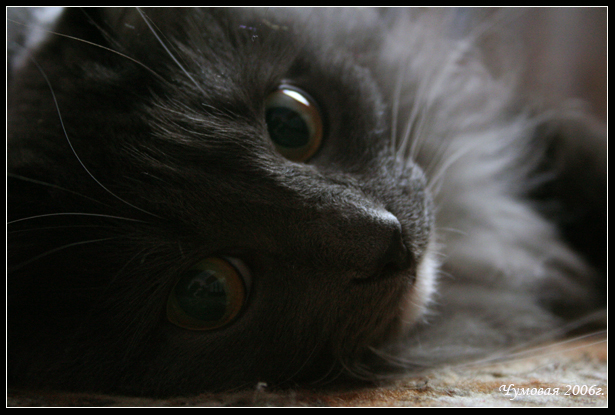 Кошак