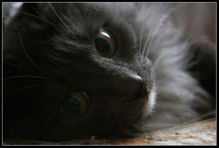 Кошак