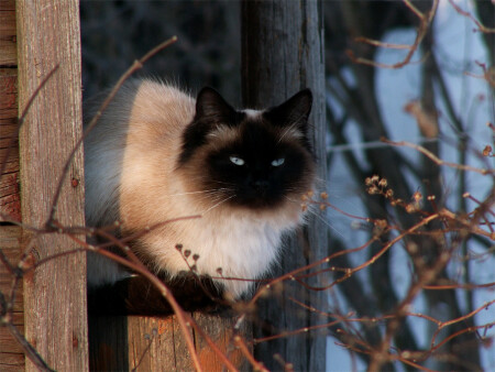 Мартовский кот
