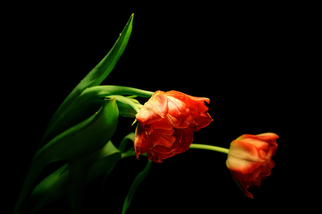 flowers of love