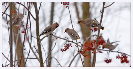 Птичья беседа