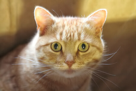 Рыжий, честный, мартовский