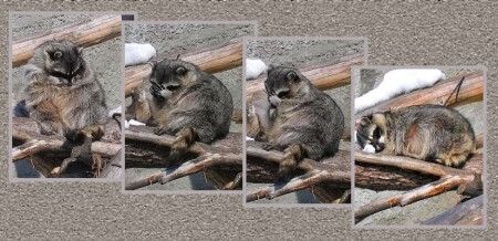 Три минуты из жизни зоопаркового енота