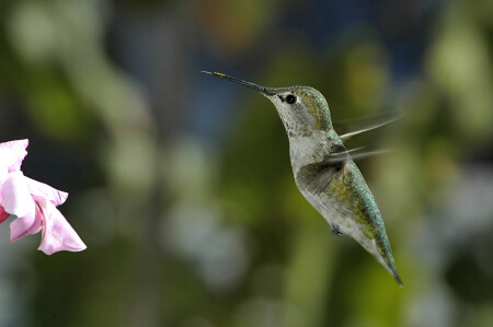 Припудрив носик