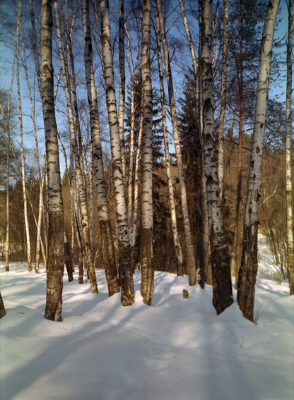 Березки