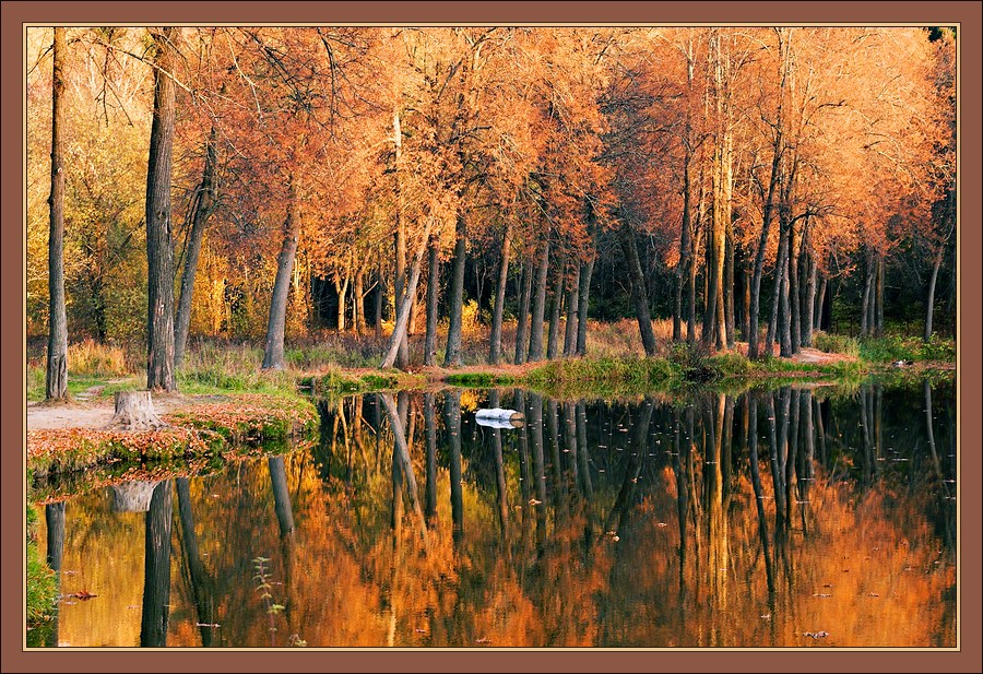 Черно-рыжая осенняя картинка