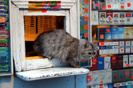 Мышь!!! Тебе что, тоже сигарет ????