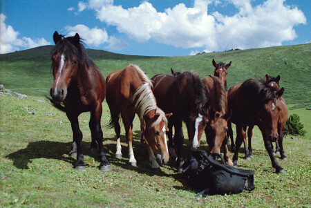 Вкусный рюкзак