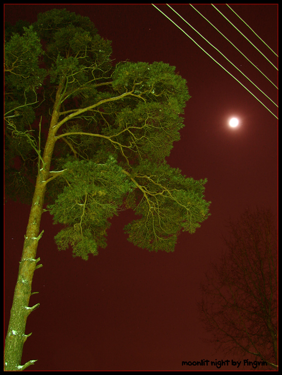 Moonlit night