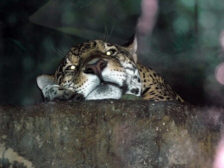 Великая лень...