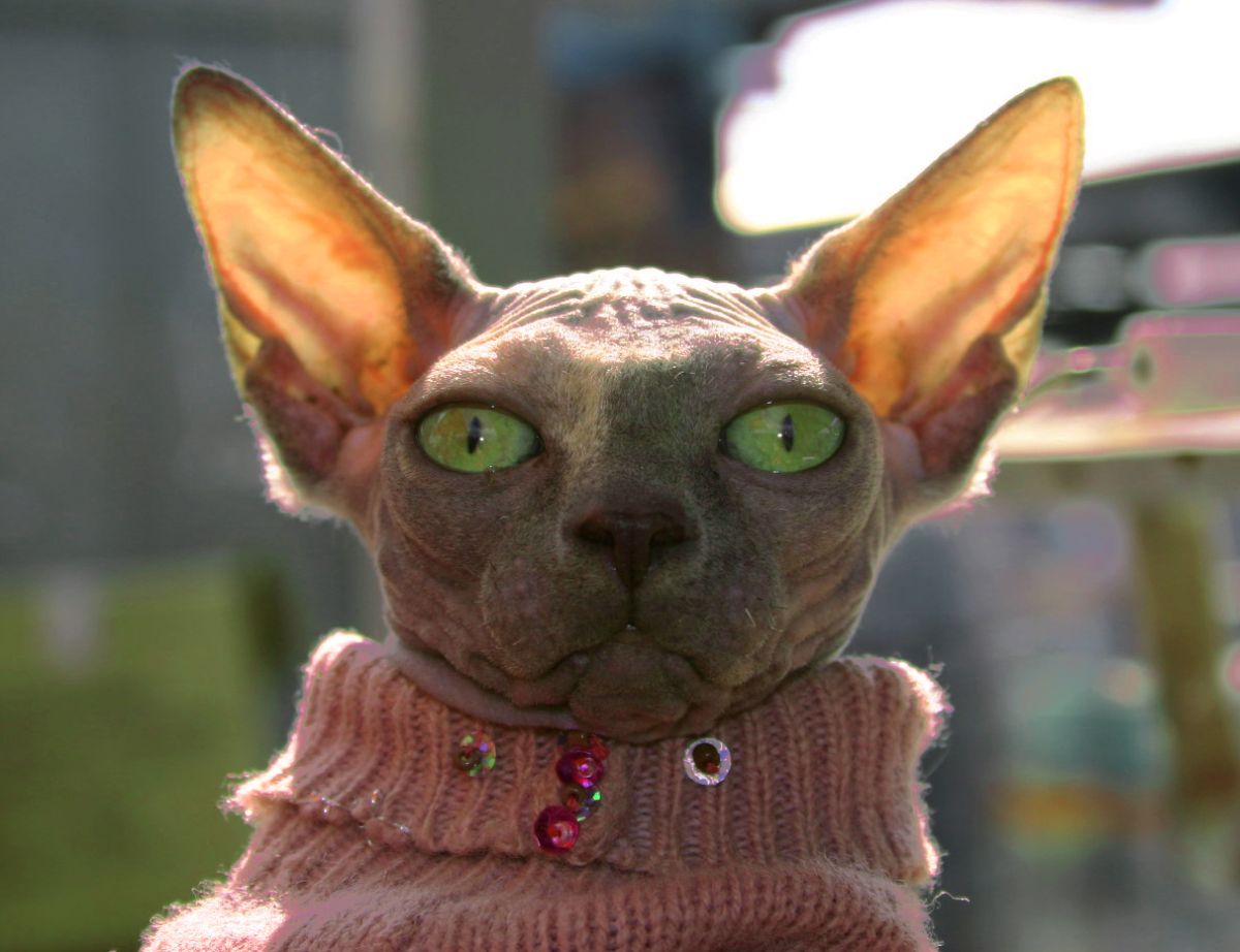 fashion cat