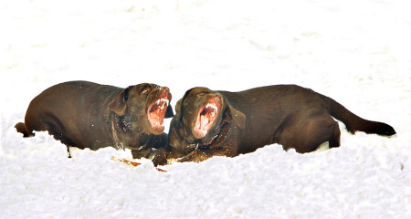 Шоколадные ЛАБРАДОРЧИКИ