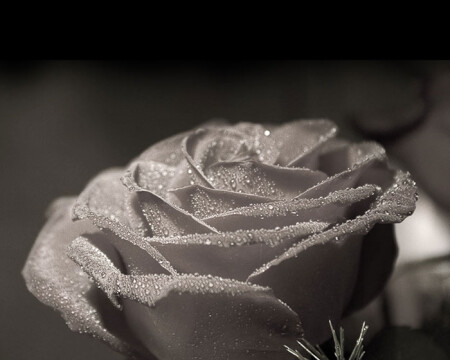 капли разные одной воды 