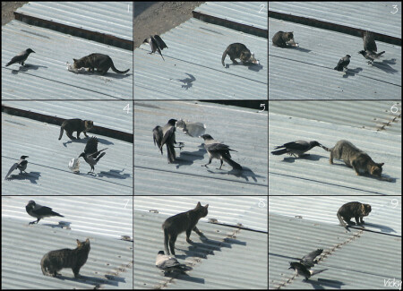 Вороны и кошка