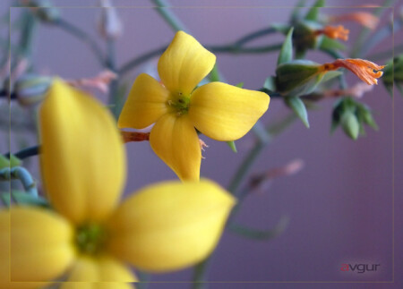 открытка....