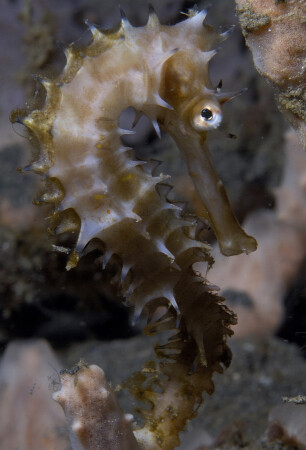 Thorny Seahorse