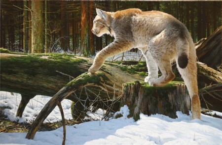 на тропе войны