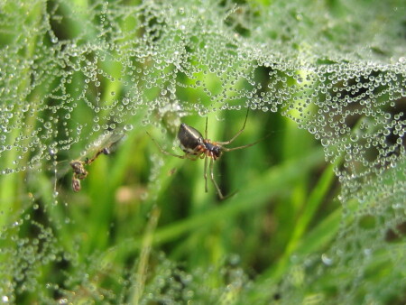 Паук и роса