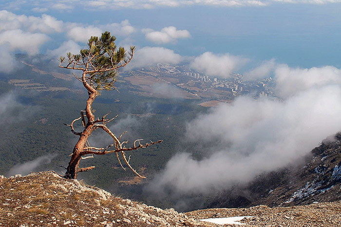 Крымкий бонсай 2