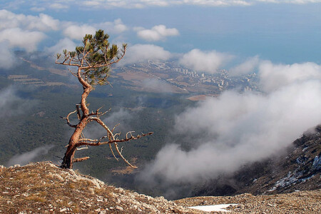 Крымкий бонсай 2