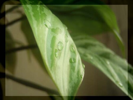 Нежные листья