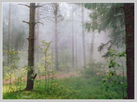 Утро в лесу
